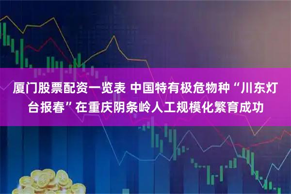 厦门股票配资一览表 中国特有极危物种“川东灯台报春”在重庆阴条岭人工规模化繁育成功